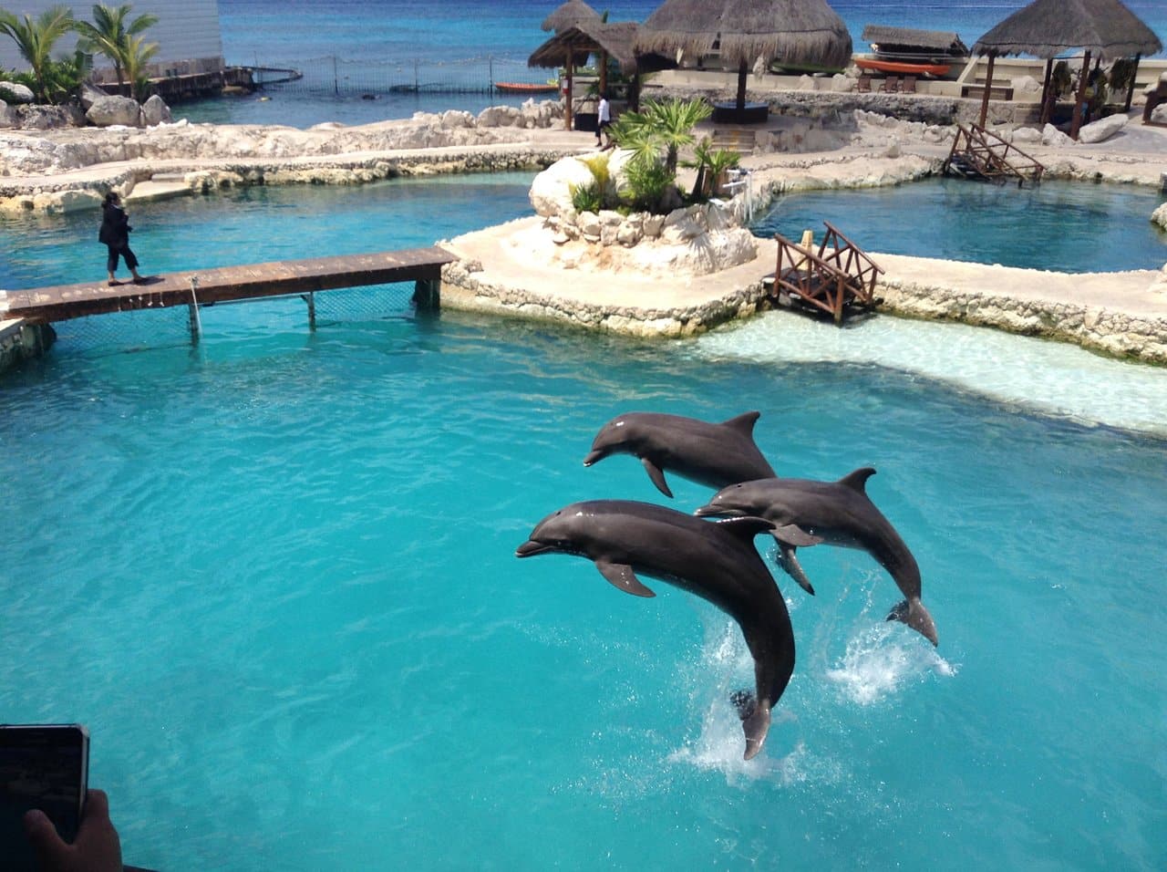 Fulfill a Life-long Dream at Dolphinaris | Tulum Charters