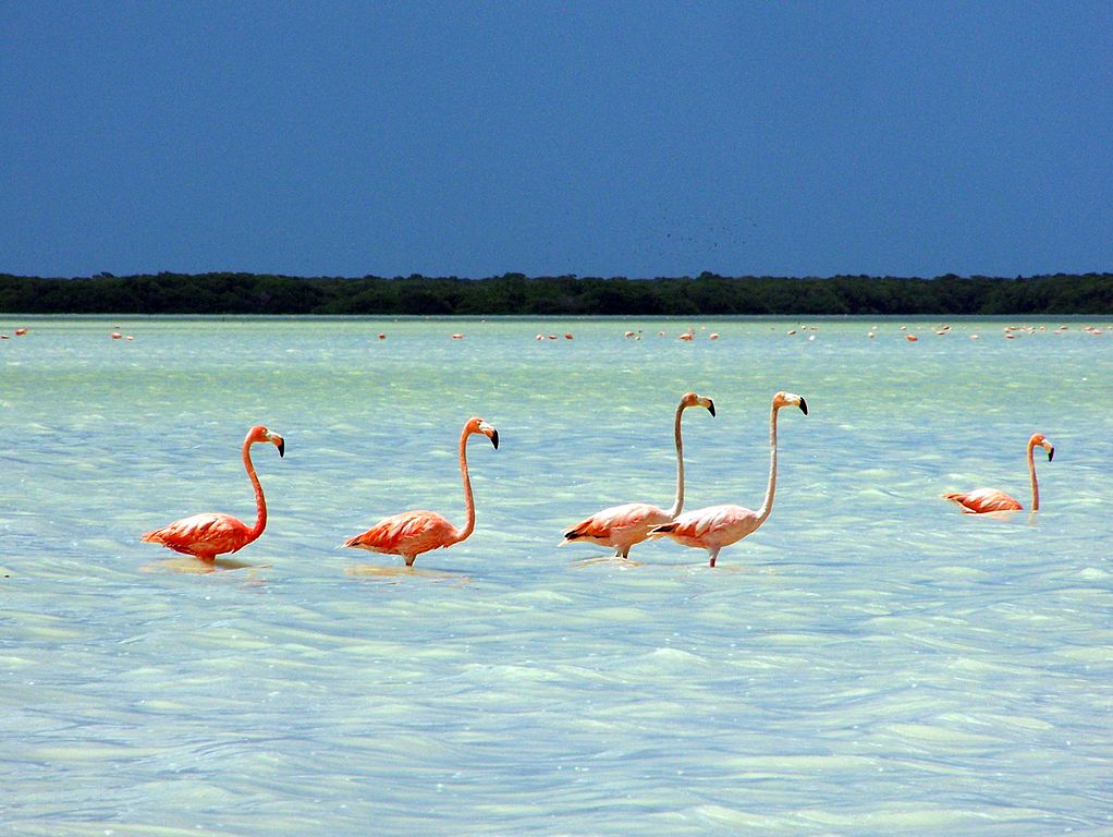 Flamingo sightseeing in Yucatan