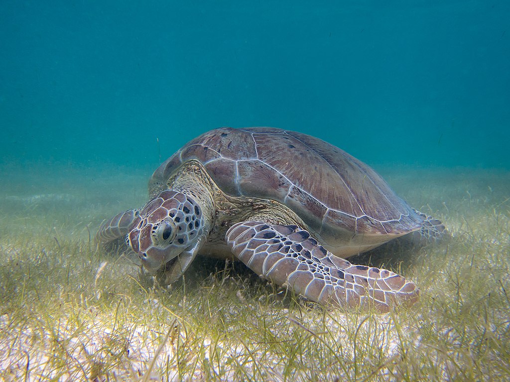 Swim with turtles in Akumal