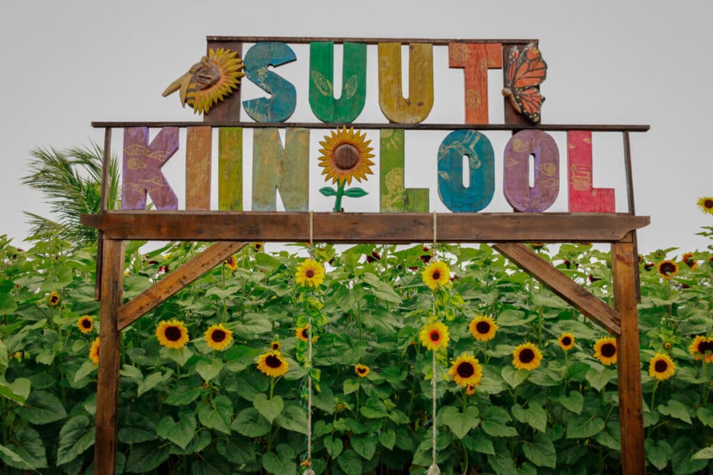 The sunflower Garden in Yucatan