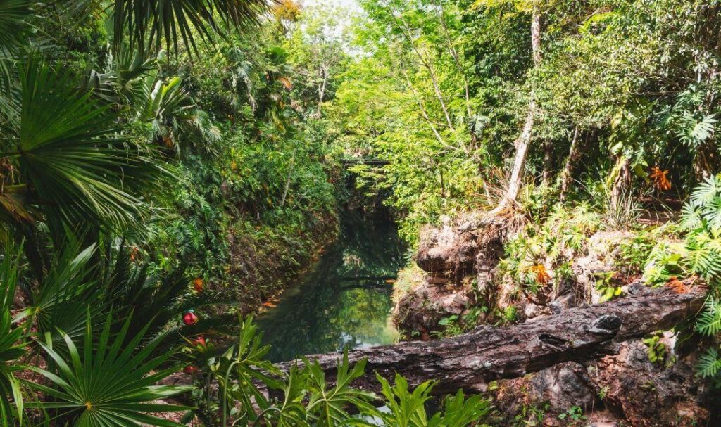 Kaak Cenote near Puerto Morelos