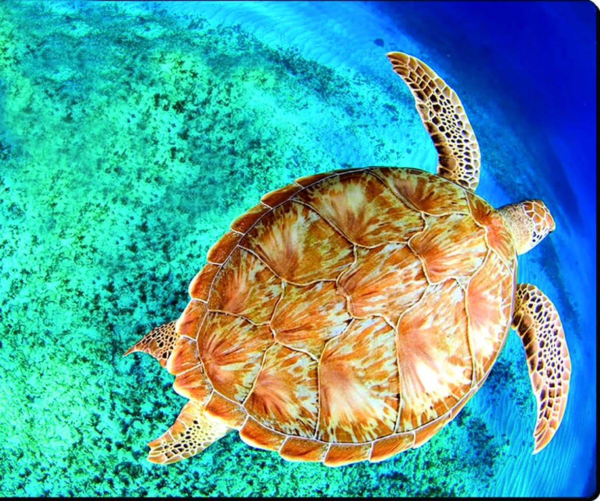 Nature Reserves near Akumal