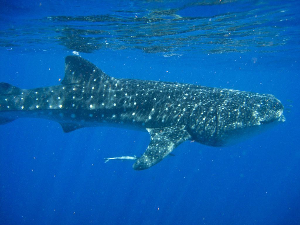 Swimming with whale sharks in the Riviera Maya