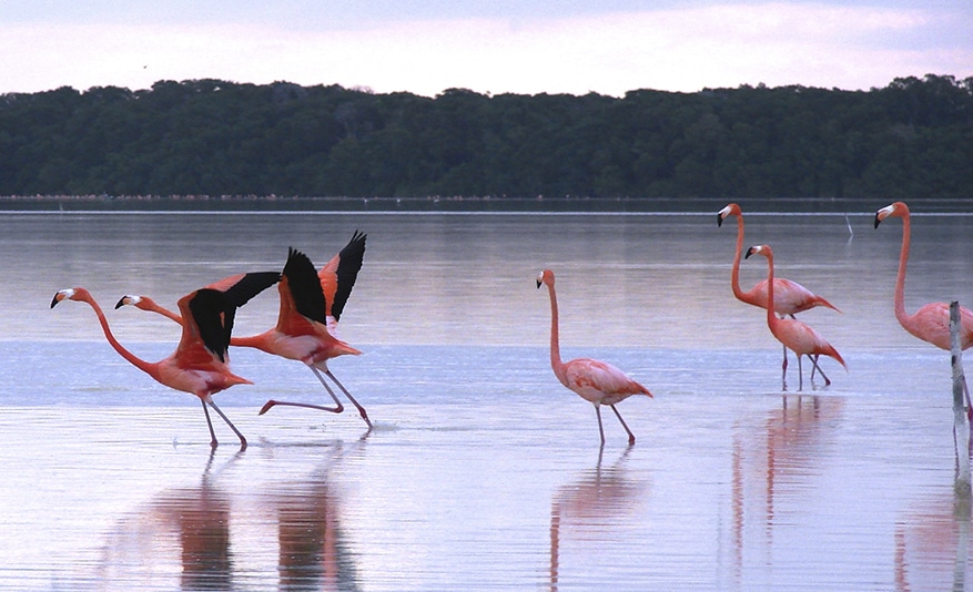 Spotting flamingos on the Tren Maya