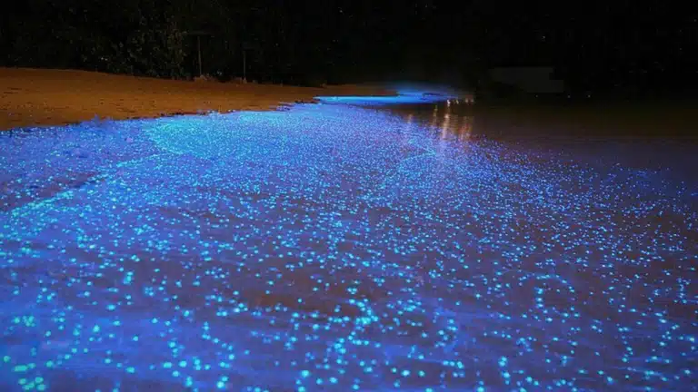 Bioluminescence in Holbox