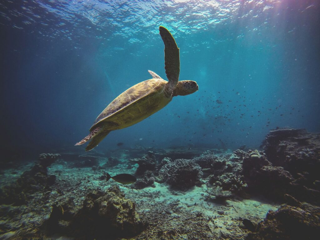 Why Do Turtles Come to Akumal?