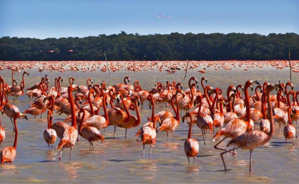 Why Do Flamingos Flock to Yucatan?