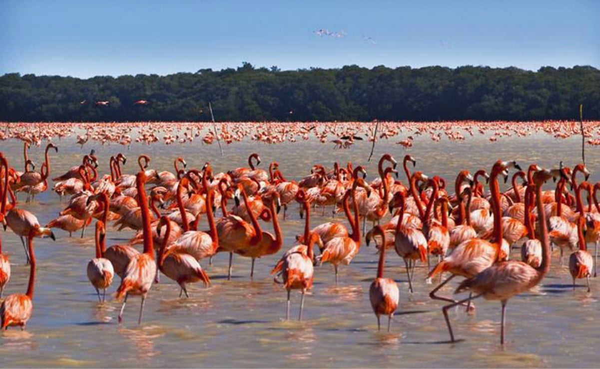 Why Do Flamingos Flock to Yucatan?