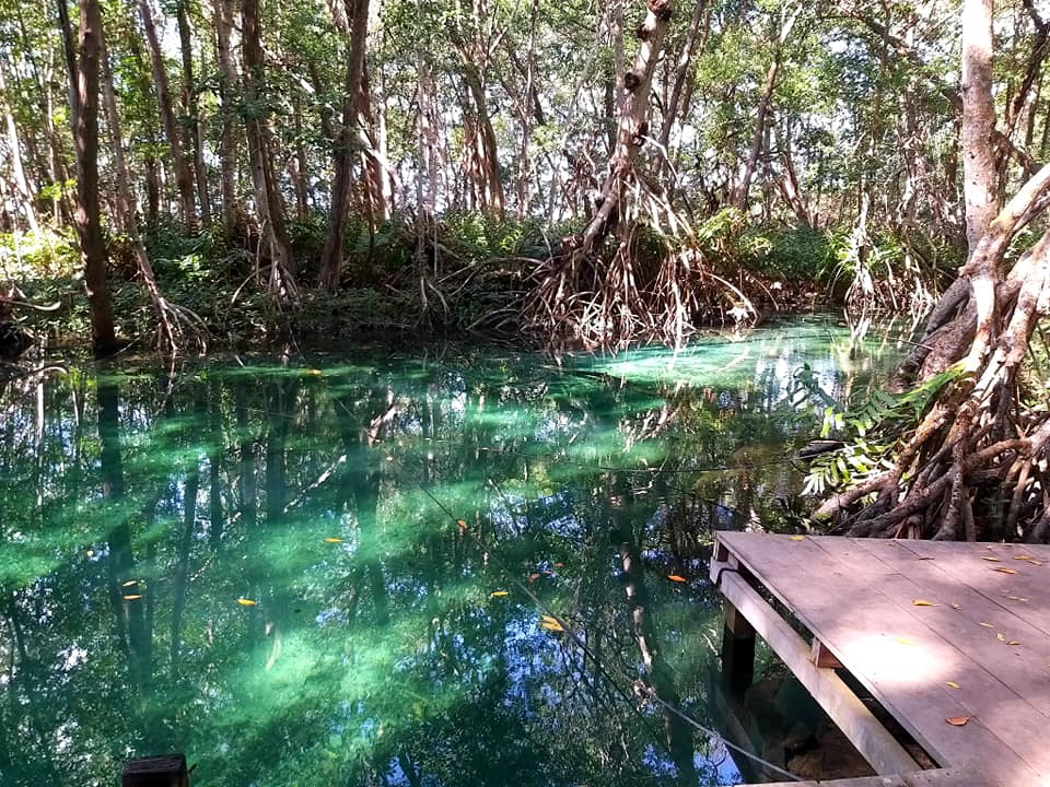 The Mangroves of Dzinitun near Celestun