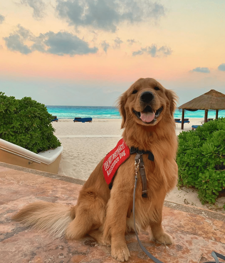 Is Cancun Pet-Friendly?