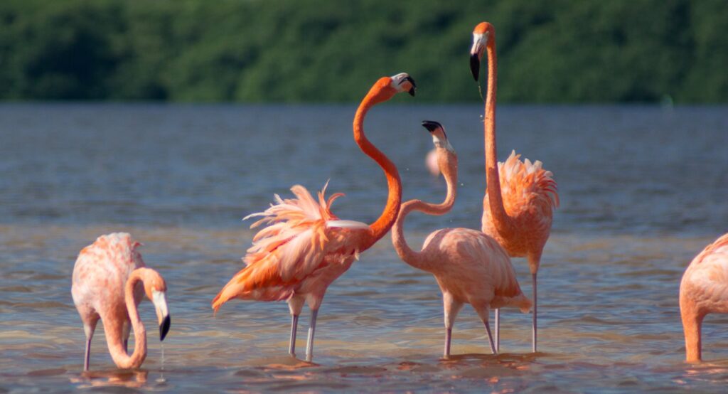 Flamingos in Yucatán