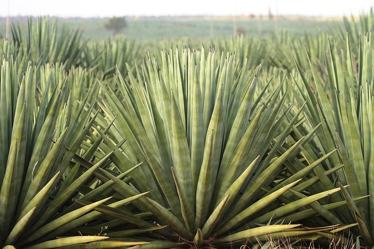 Sisal Drink from Henequen