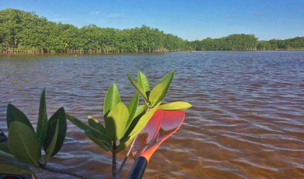 The Nichupté Mangroves