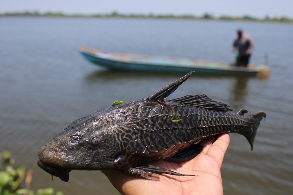 The Armored Catfish Plague in Mexico