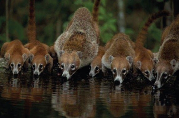 The Fauna You Can Find in the Calakmul Reserve