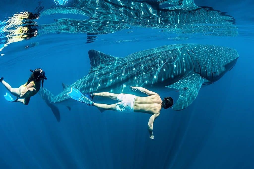 Swimming with Whale Sharks in 2025